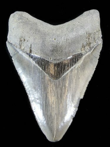 Serrated, Megalodon Tooth - South Carolina #38739